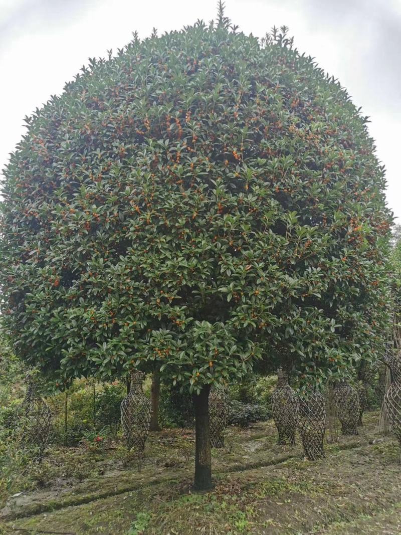 四川成都温江基地苗圃金桂质量保证欢迎咨询