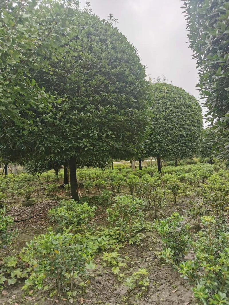 【诚信商家】八月桂低价出售自家种植货量大品质优