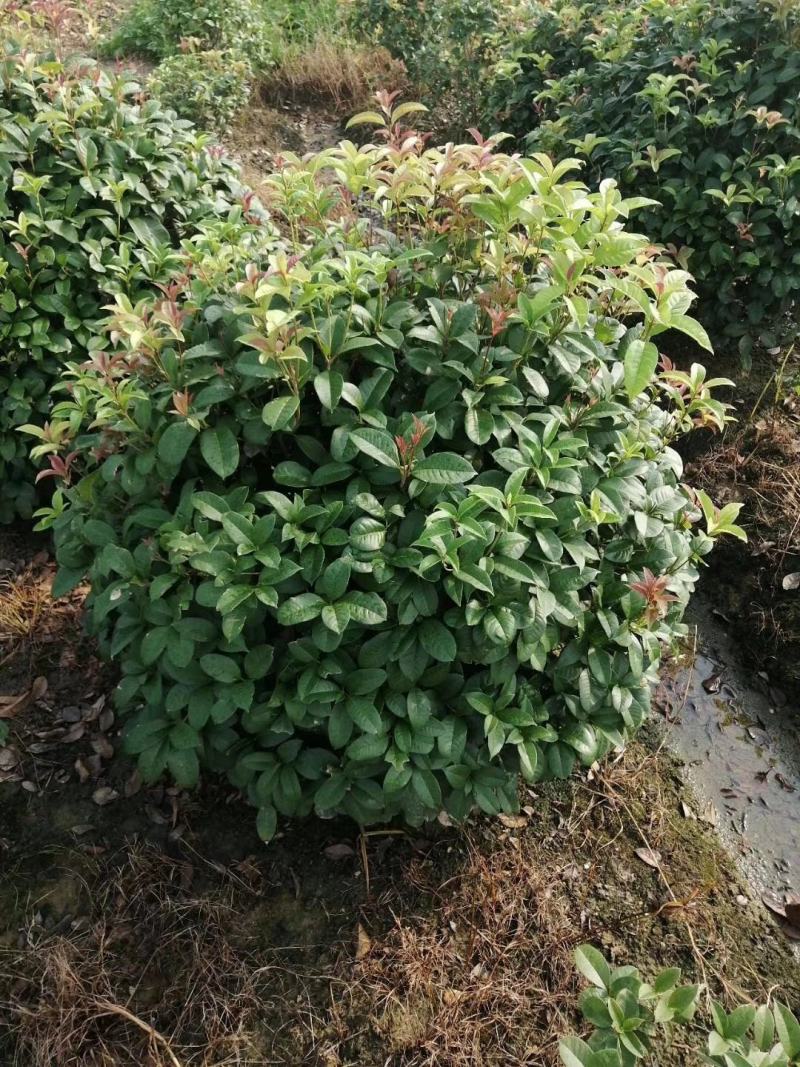 桂花球低价处理视频看货质量可靠欢迎工程老板洽谈