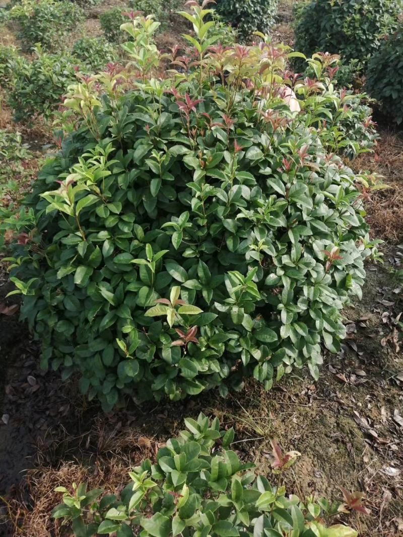 桂花球低价处理视频看货质量可靠欢迎工程老板洽谈