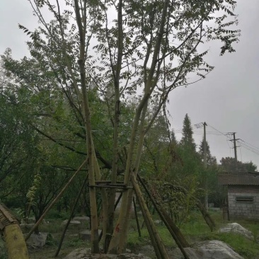 拼栽丛生朴树乔木大小规格齐全成都温江基地供应
