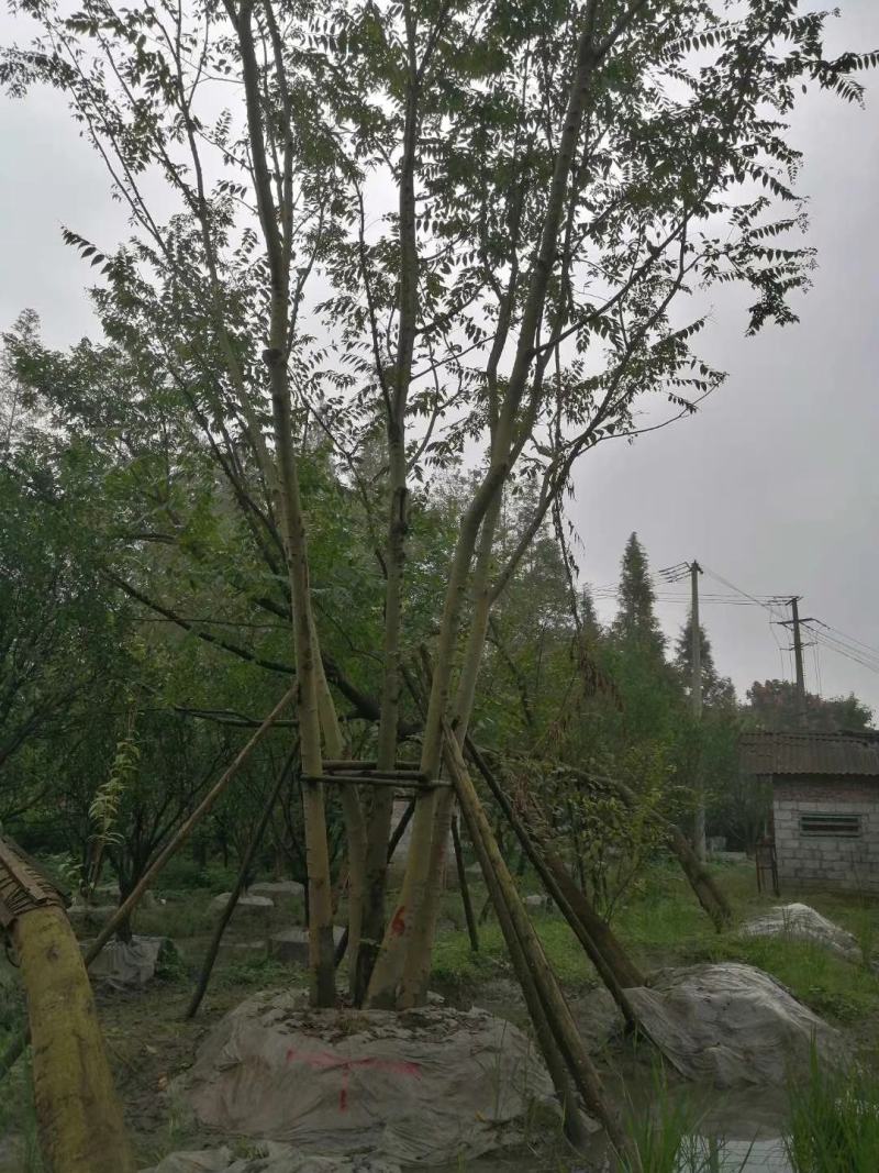 拼栽丛生朴树乔木大小规格齐全成都温江基地供应