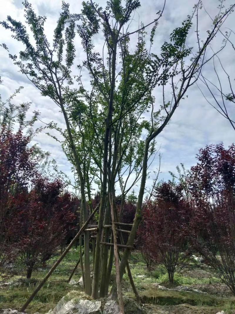拼栽丛生朴树乔木大小规格齐全成都温江基地供应