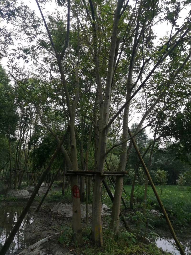 拼栽丛生朴树乔木大小规格齐全成都温江基地供应