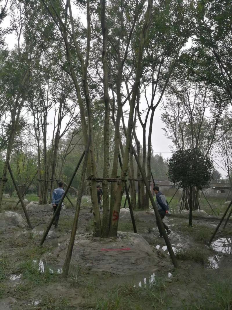 拼栽丛生朴树乔木大小规格齐全成都温江基地供应