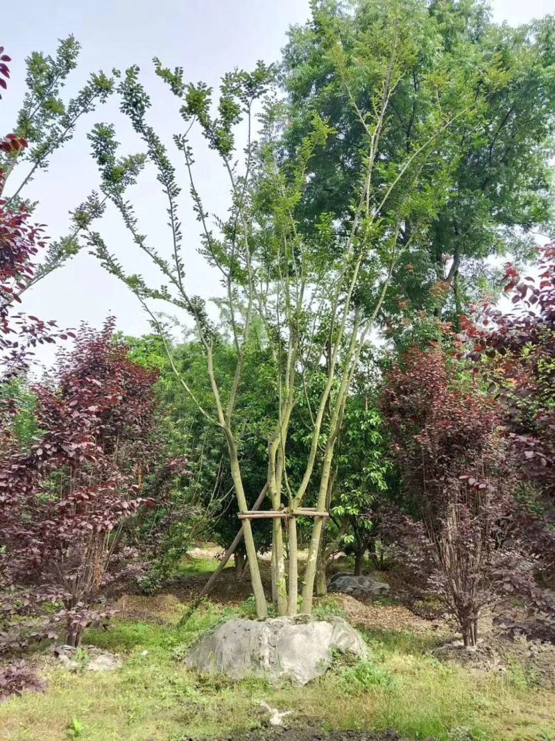 拼栽丛生朴树乔木大小规格齐全成都温江基地供应