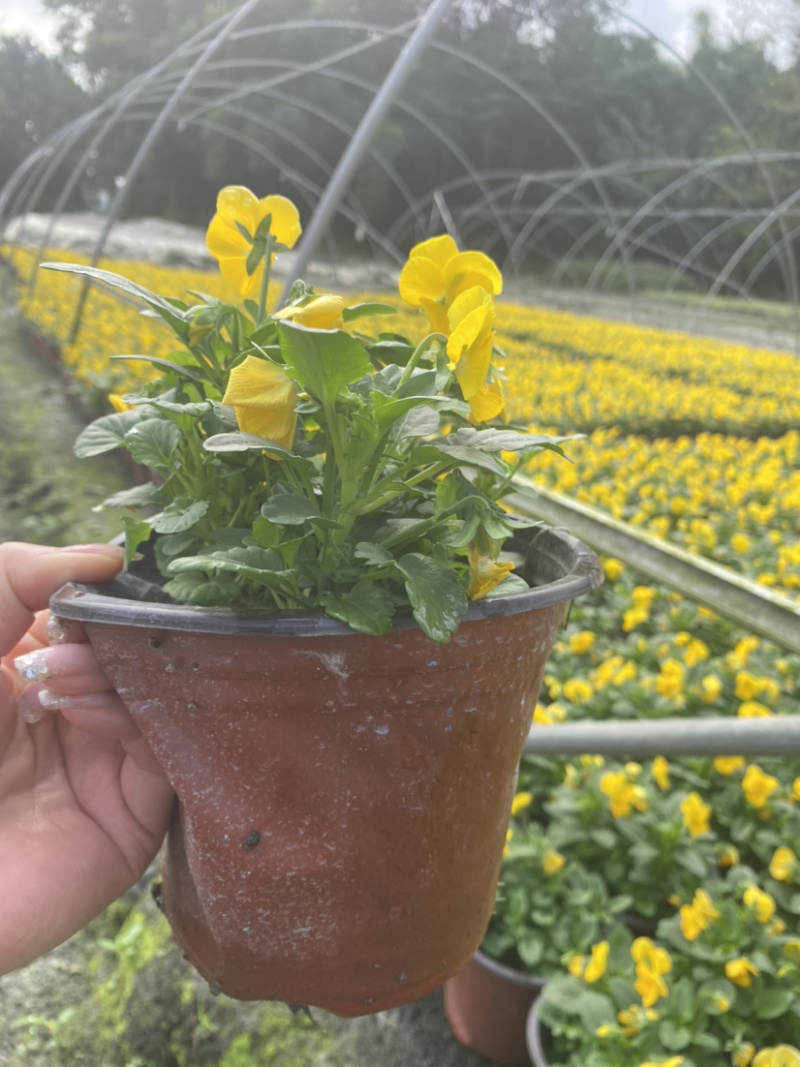 角堇，黄花角堇，角堇花15杯