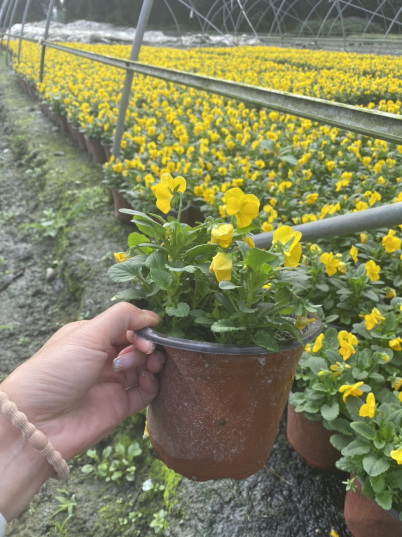 角堇，黄花角堇，角堇花15杯