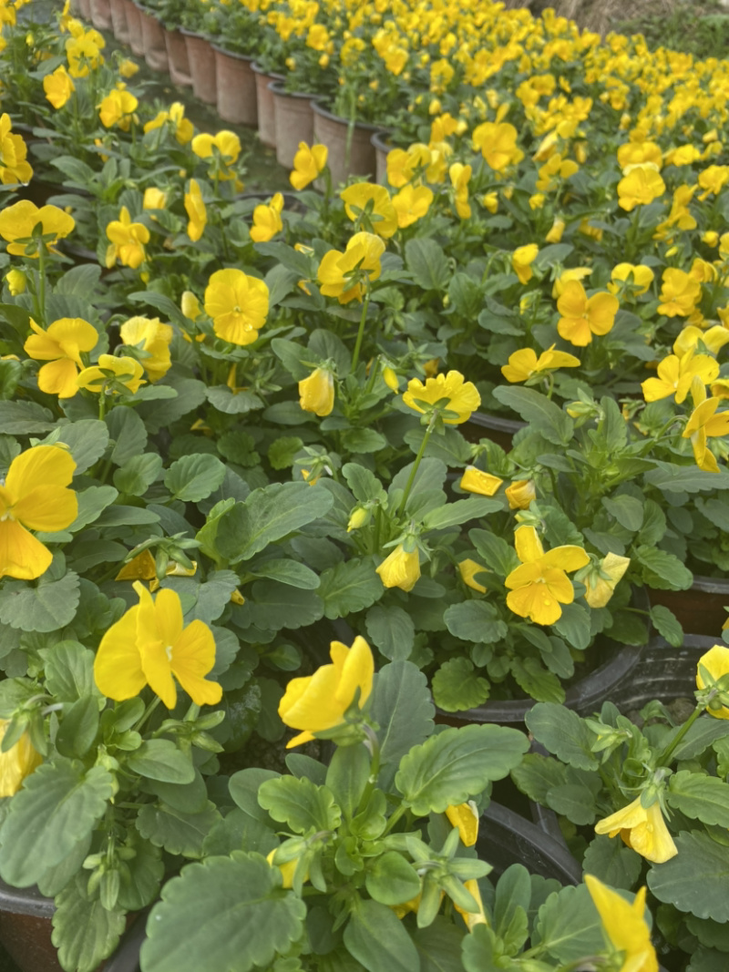 角堇，黄花角堇，角堇花15杯