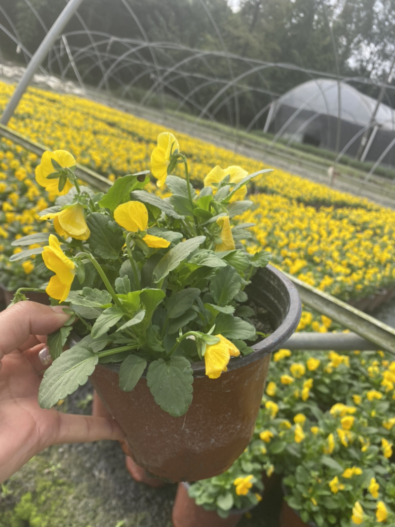 角堇，黄花角堇，角堇花15杯