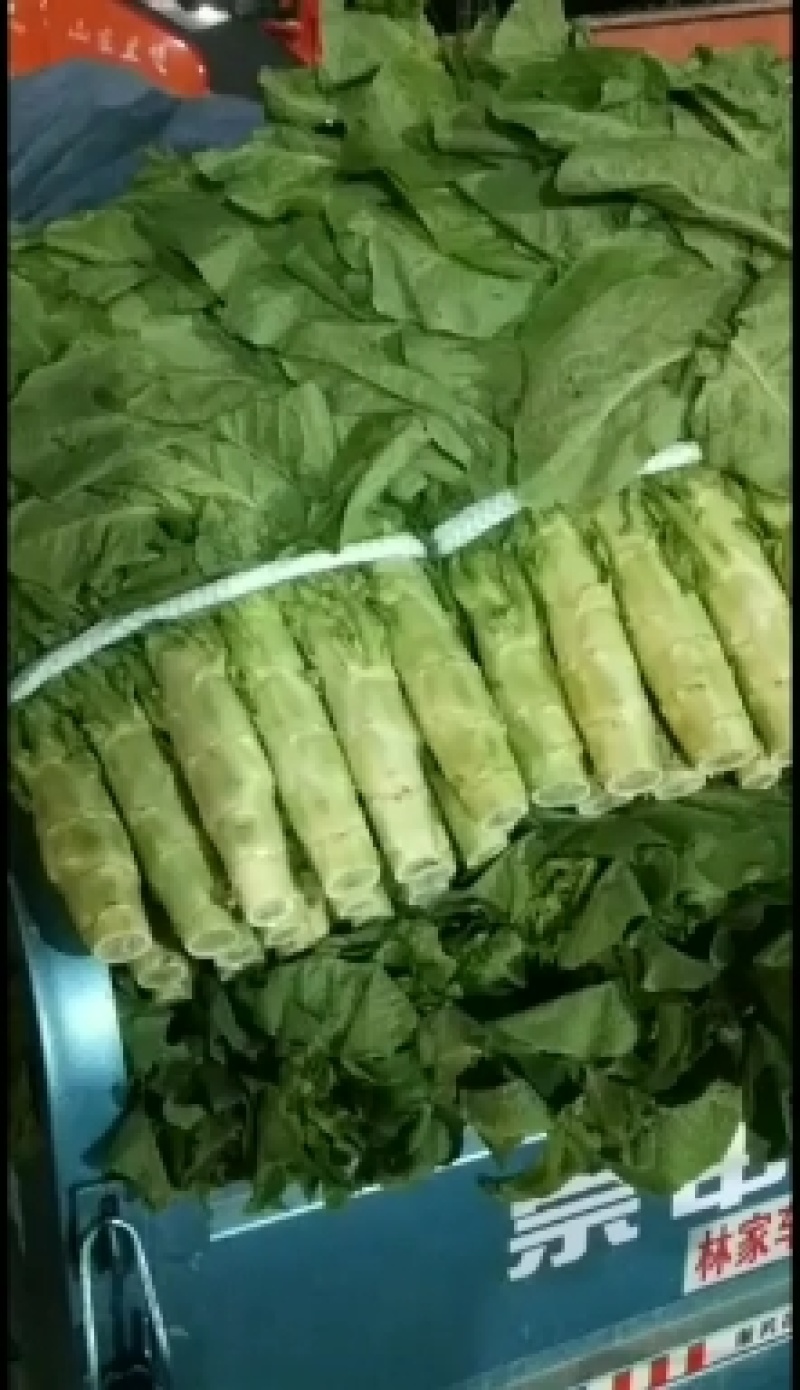 兰陵县三青皮圆叶莴笋莴苣，大量上市中，货源充足稳定