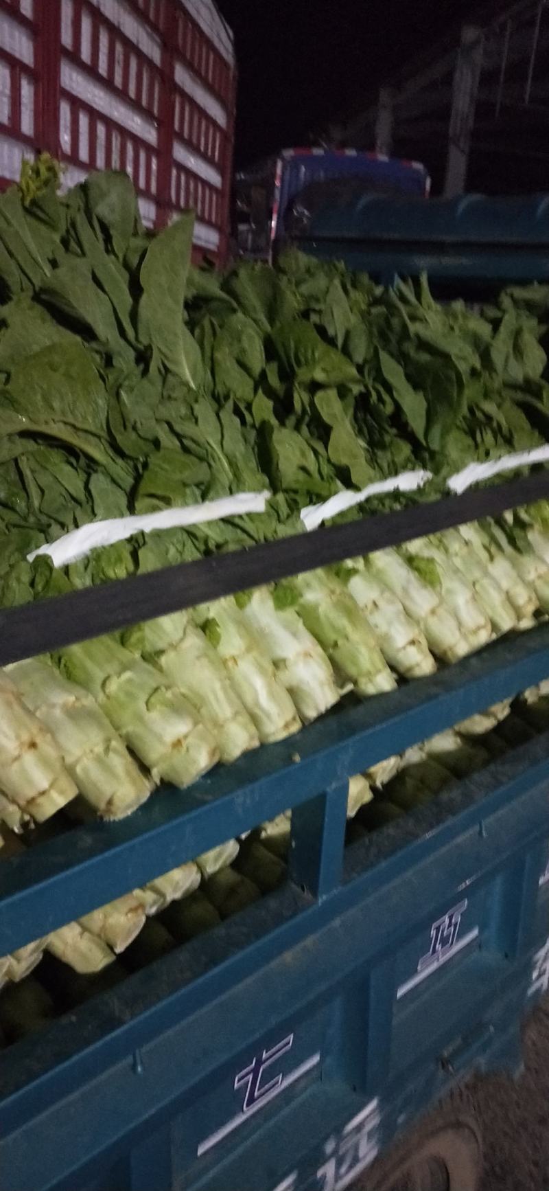 兰陵县三青皮圆叶莴笋莴苣，大量上市中，货源充足稳定