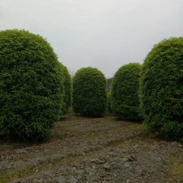 笼桂花地笼子大小规格齐全成都温江基地供应