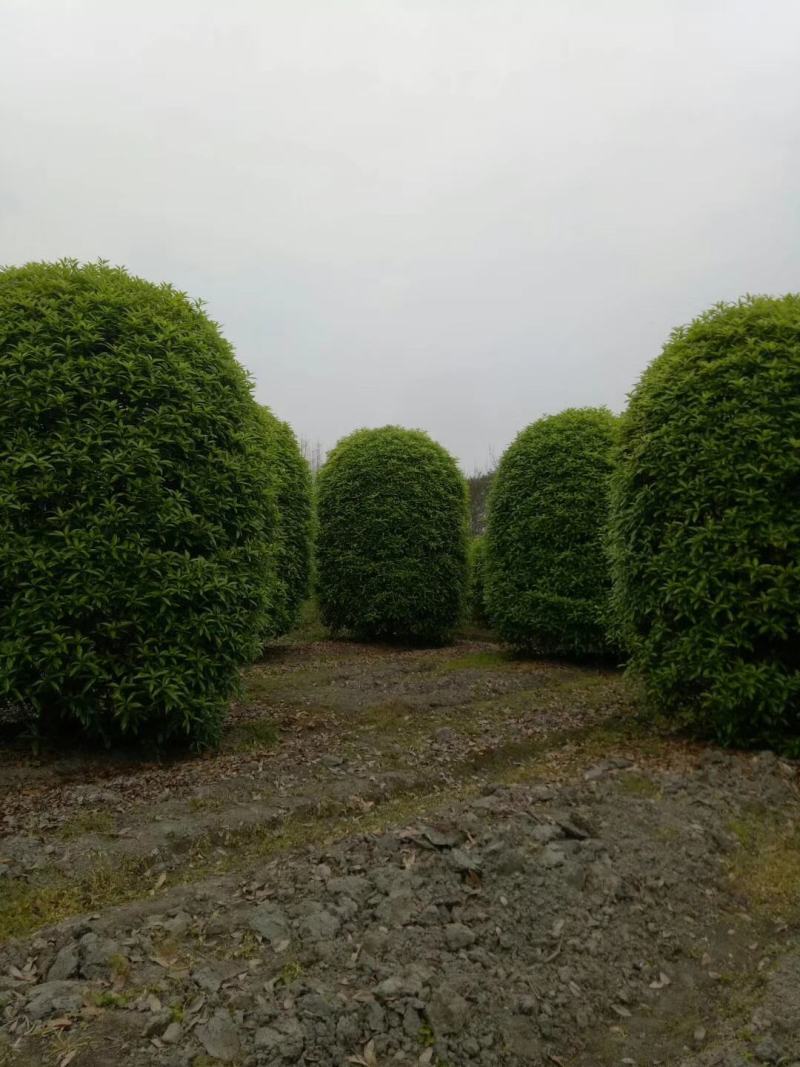 笼桂花地笼子大小规格齐全成都温江基地供应