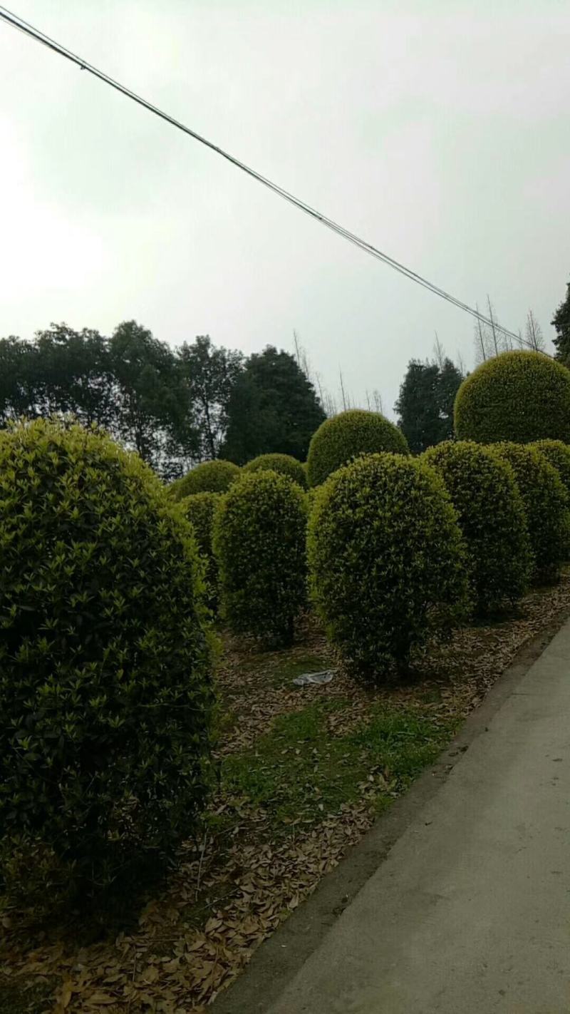 笼桂花地笼子大小规格齐全成都温江基地供应
