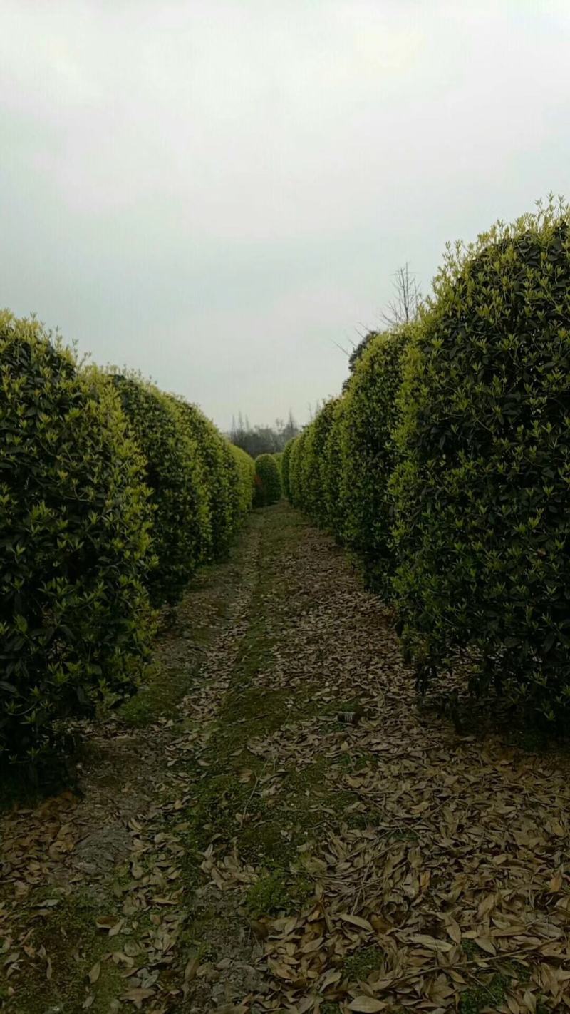 笼桂花地笼子大小规格齐全成都温江基地供应