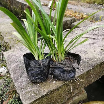 百子莲地苗草花大小规格齐全成都温江基地供应