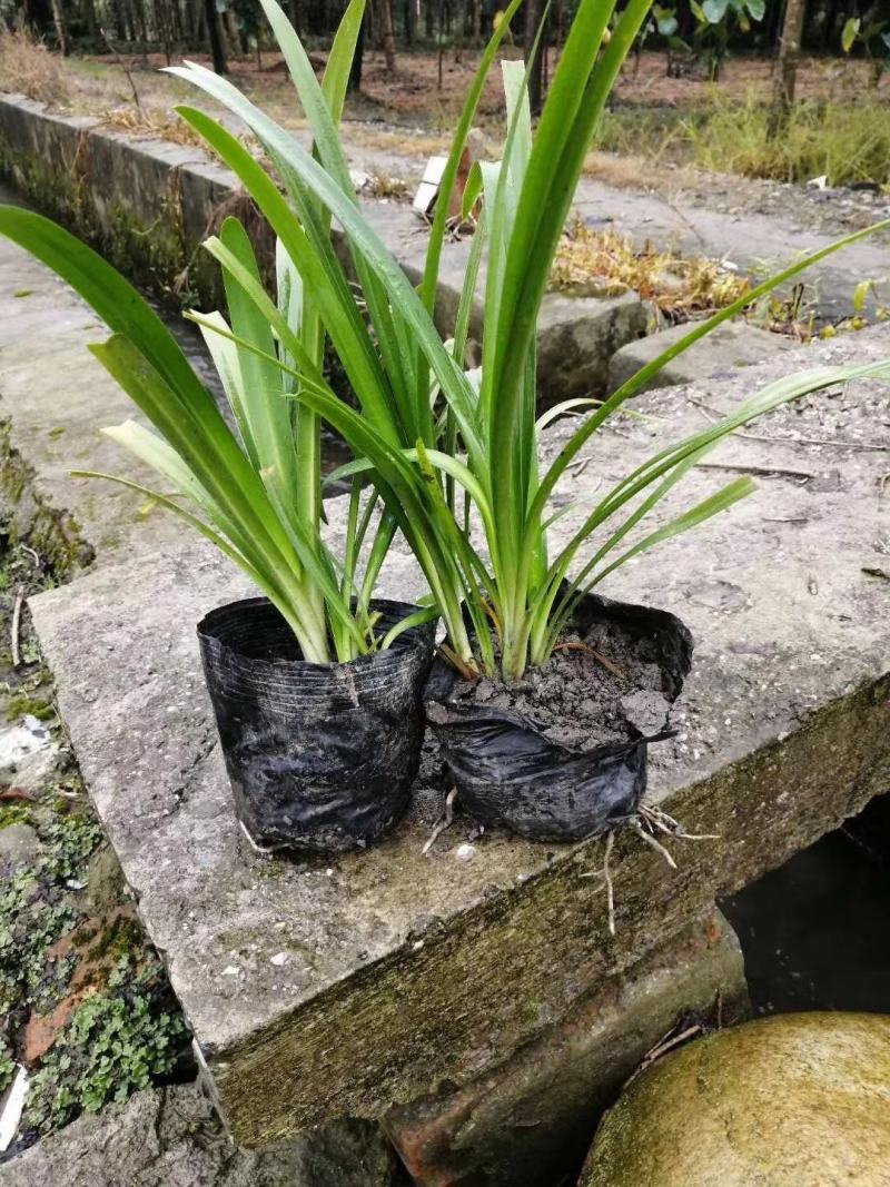百子莲地苗草花大小规格齐全成都温江基地供应