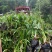 百子莲地苗草花大小规格齐全成都温江基地供应