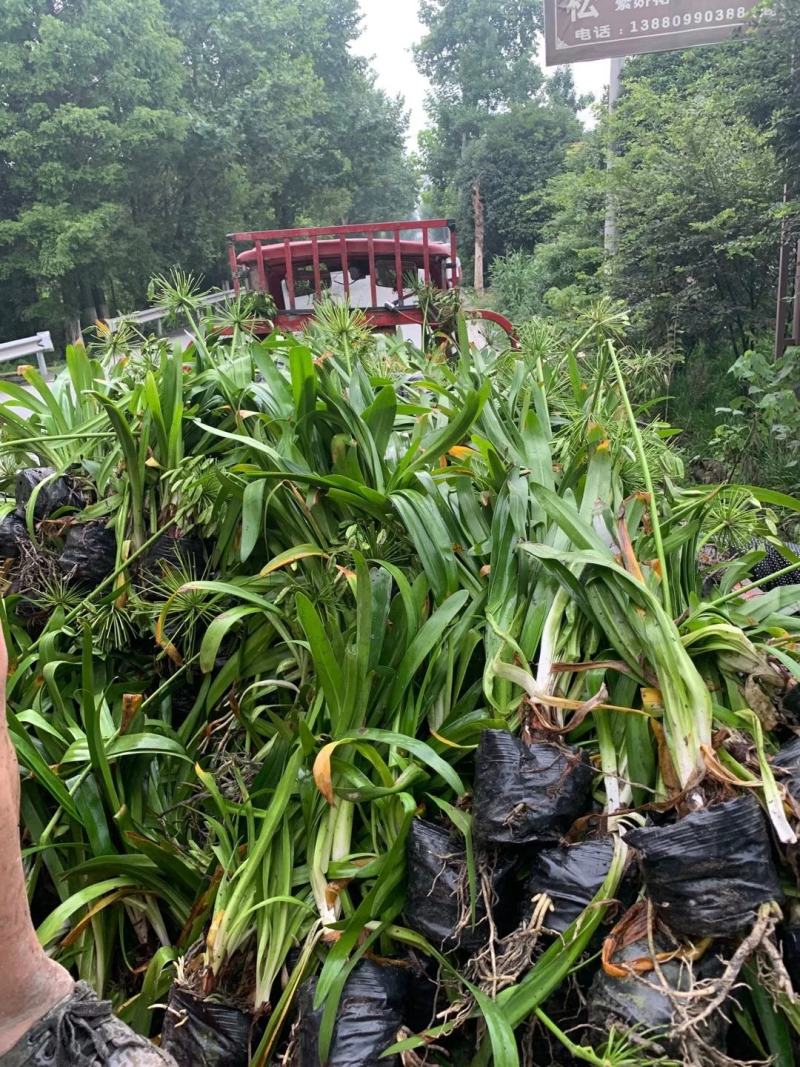 百子莲地苗草花大小规格齐全成都温江基地供应