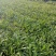 百子莲地苗草花大小规格齐全成都温江基地供应