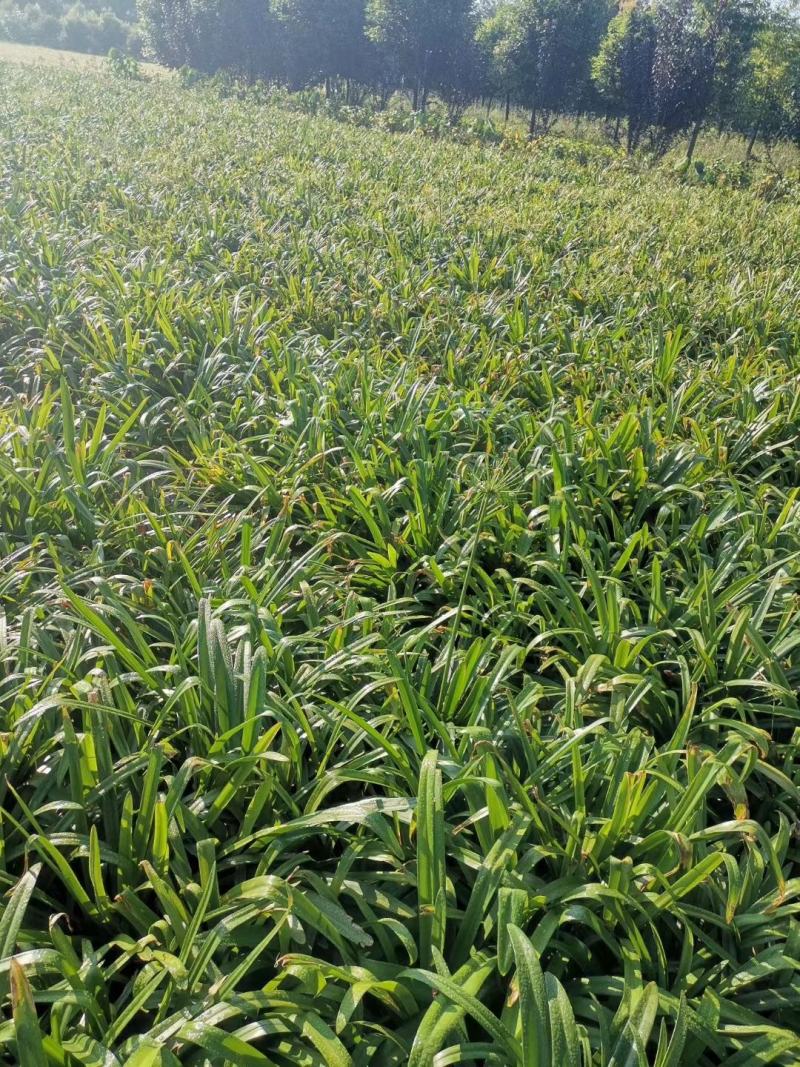 百子莲地苗草花大小规格齐全成都温江基地供应