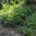 百子莲地苗草花大小规格齐全成都温江基地供应