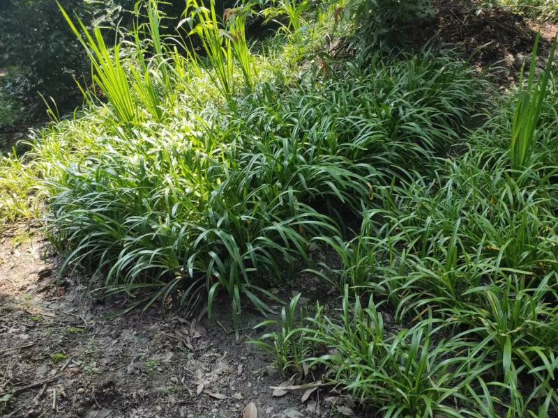 百子莲地苗草花大小规格齐全成都温江基地供应