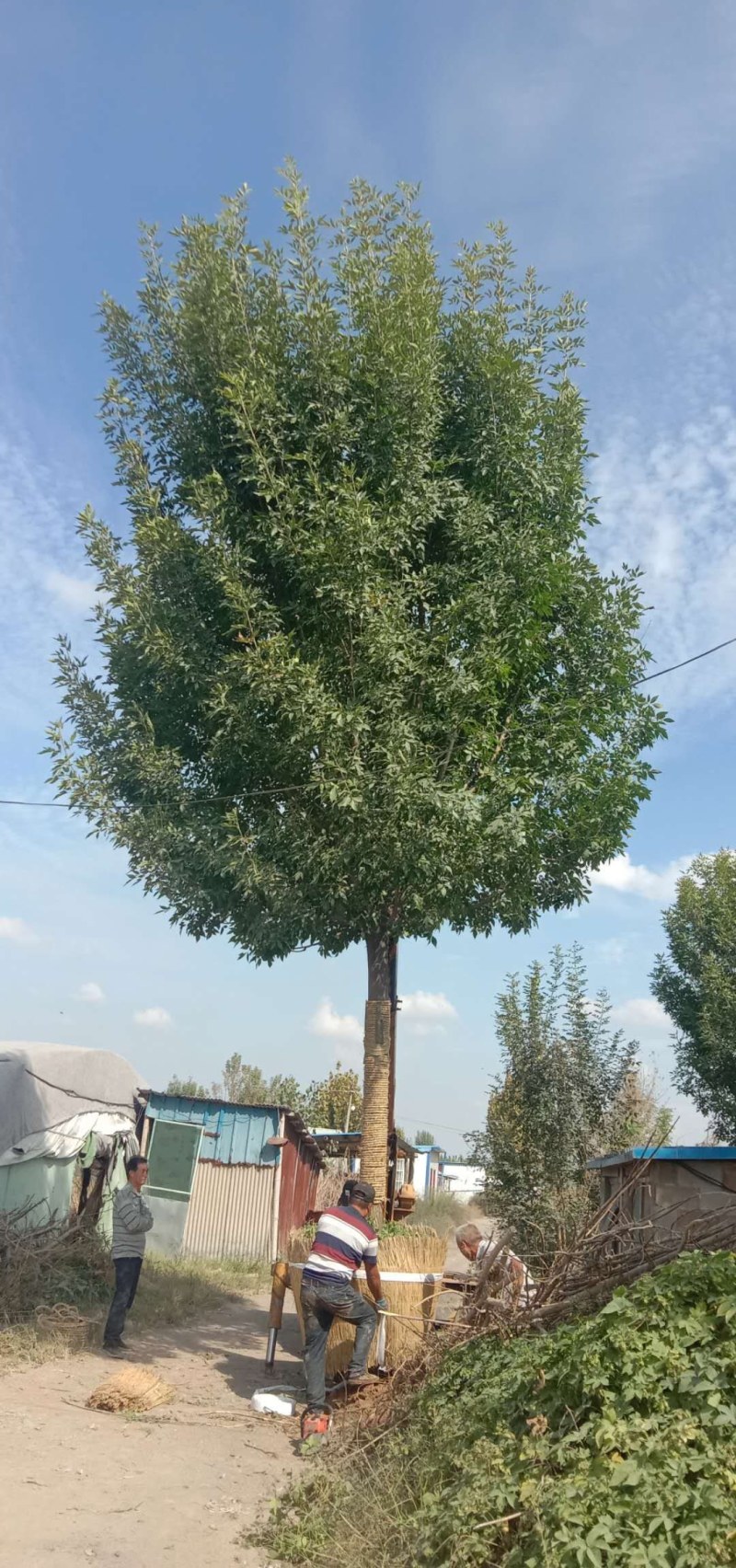 清地处理白蜡树10----30公分有量，