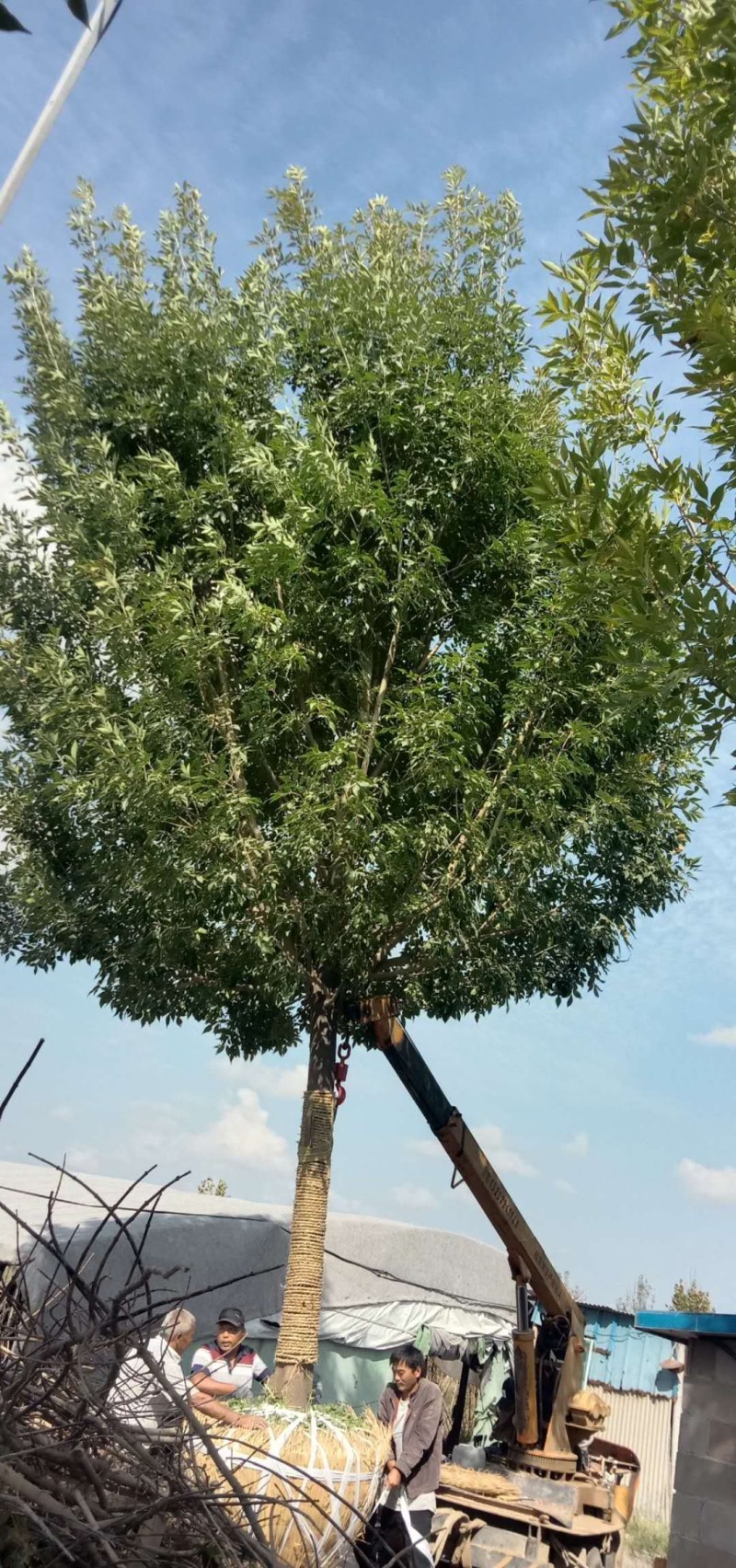 清地处理白蜡树10----30公分有量，