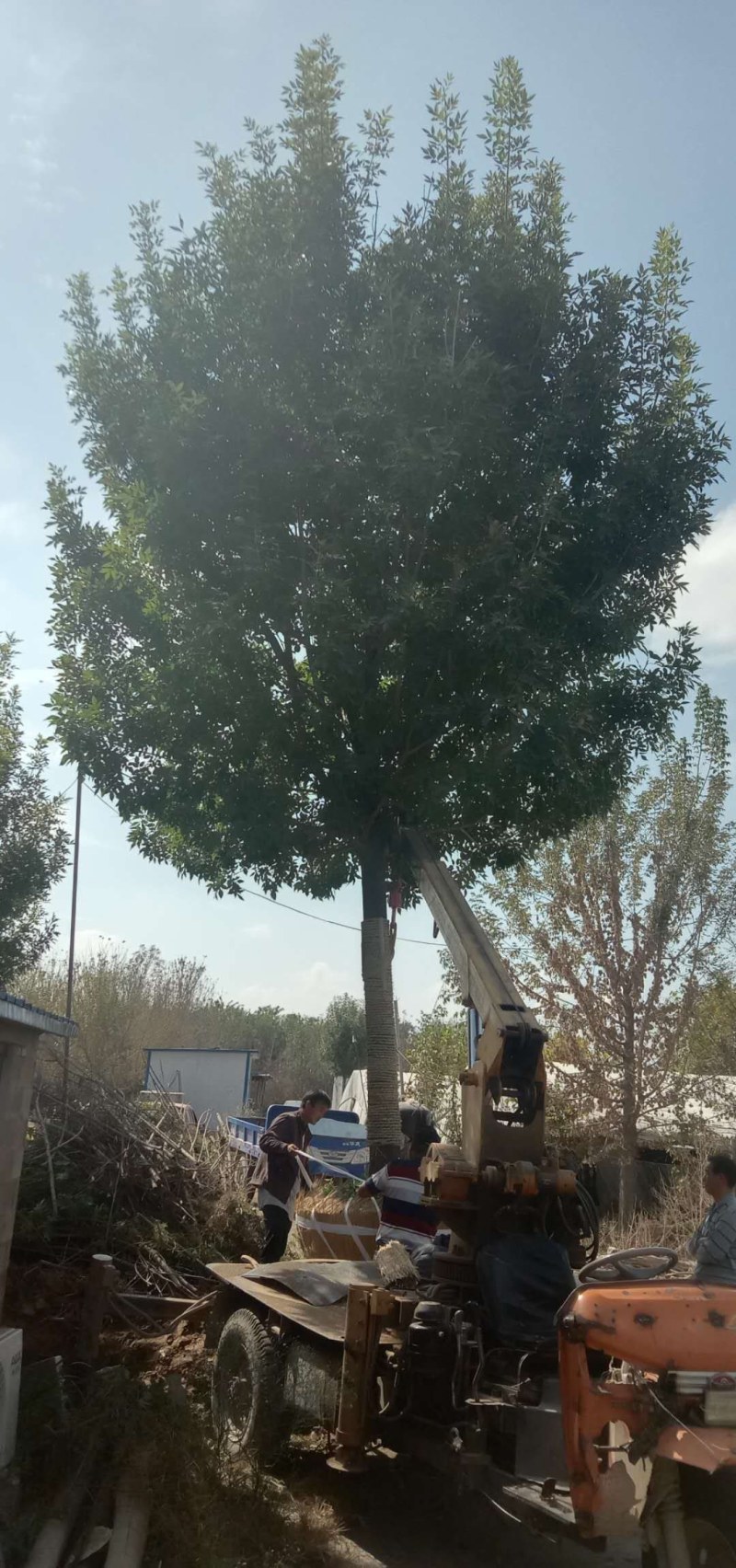清地处理白蜡树10----30公分有量，