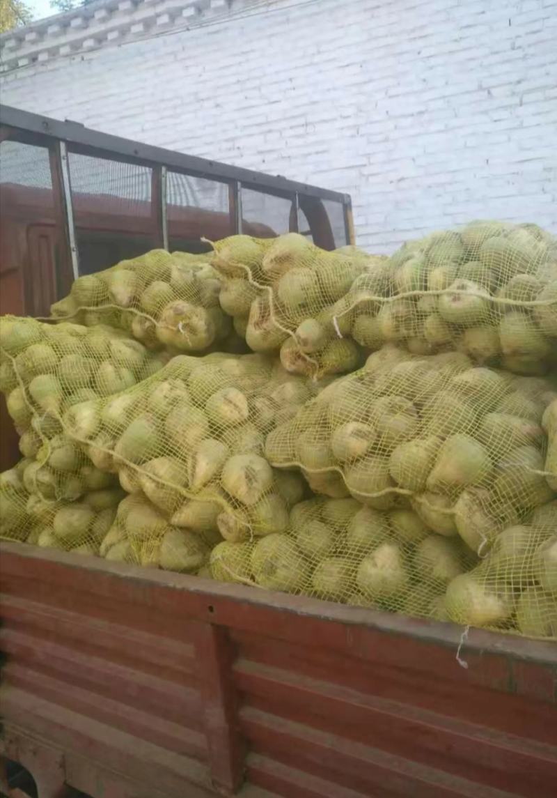 产地直销精品介菜头，质量优益价格便宜，欢迎各地新老朋友联
