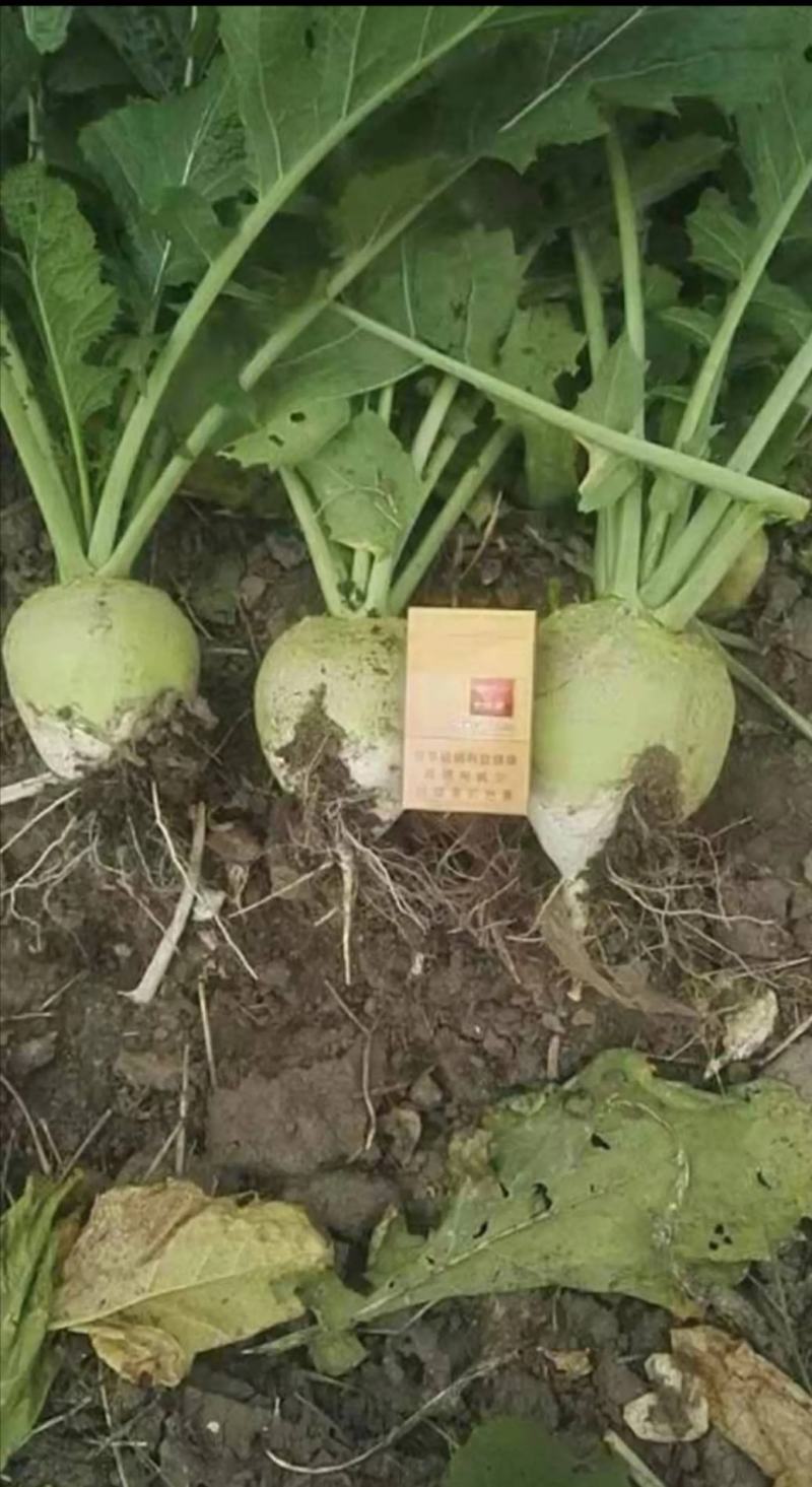 产地直销精品介菜头，质量优益价格便宜，欢迎各地新老朋友联