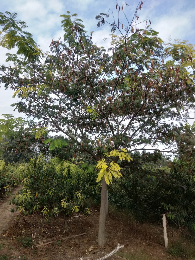 长期供应10----30公分合欢树基地直供，货源充足
