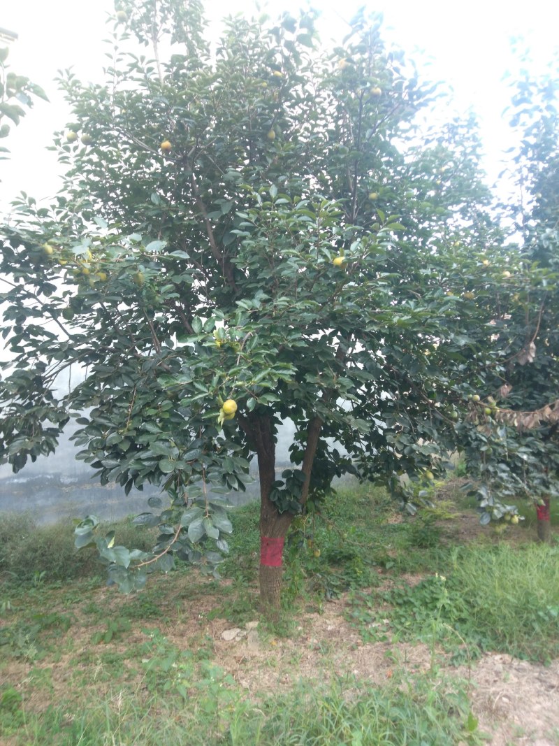 柿子树10--------30长期供应