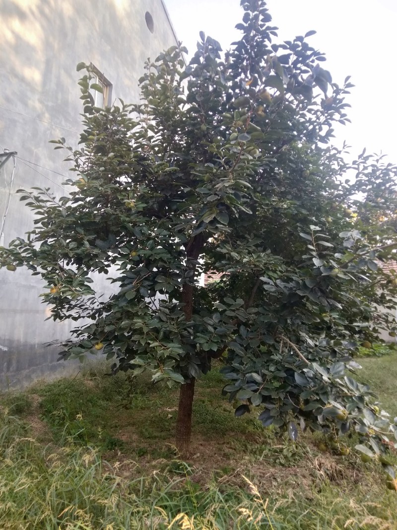 柿子树10--------30长期供应