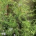 丛生福禄考大小草花规格齐全成都温江基地供应