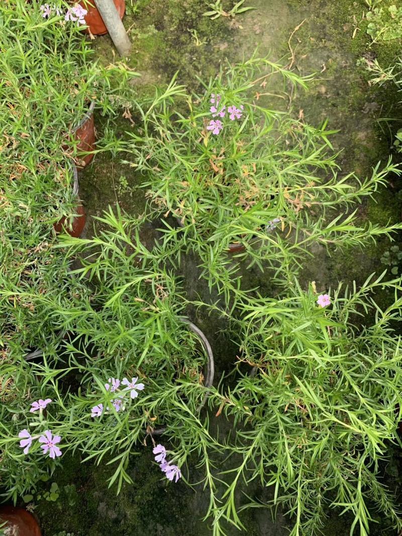 丛生福禄考大小草花规格齐全成都温江基地供应