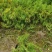 丛生福禄考大小草花规格齐全成都温江基地供应