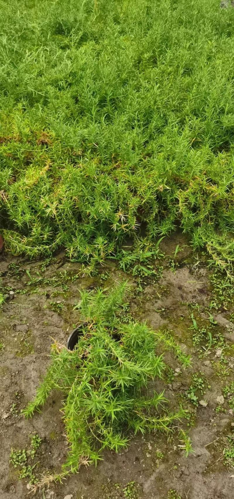 丛生福禄考大小草花规格齐全成都温江基地供应