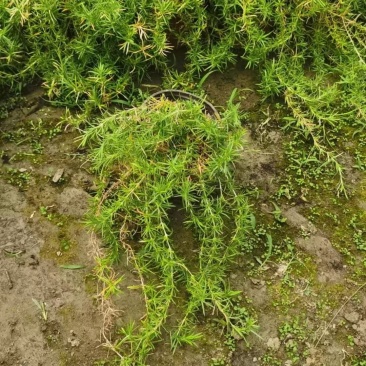 丛生福禄考大小草花规格齐全成都温江基地供应
