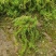 丛生福禄考大小草花规格齐全成都温江基地供应
