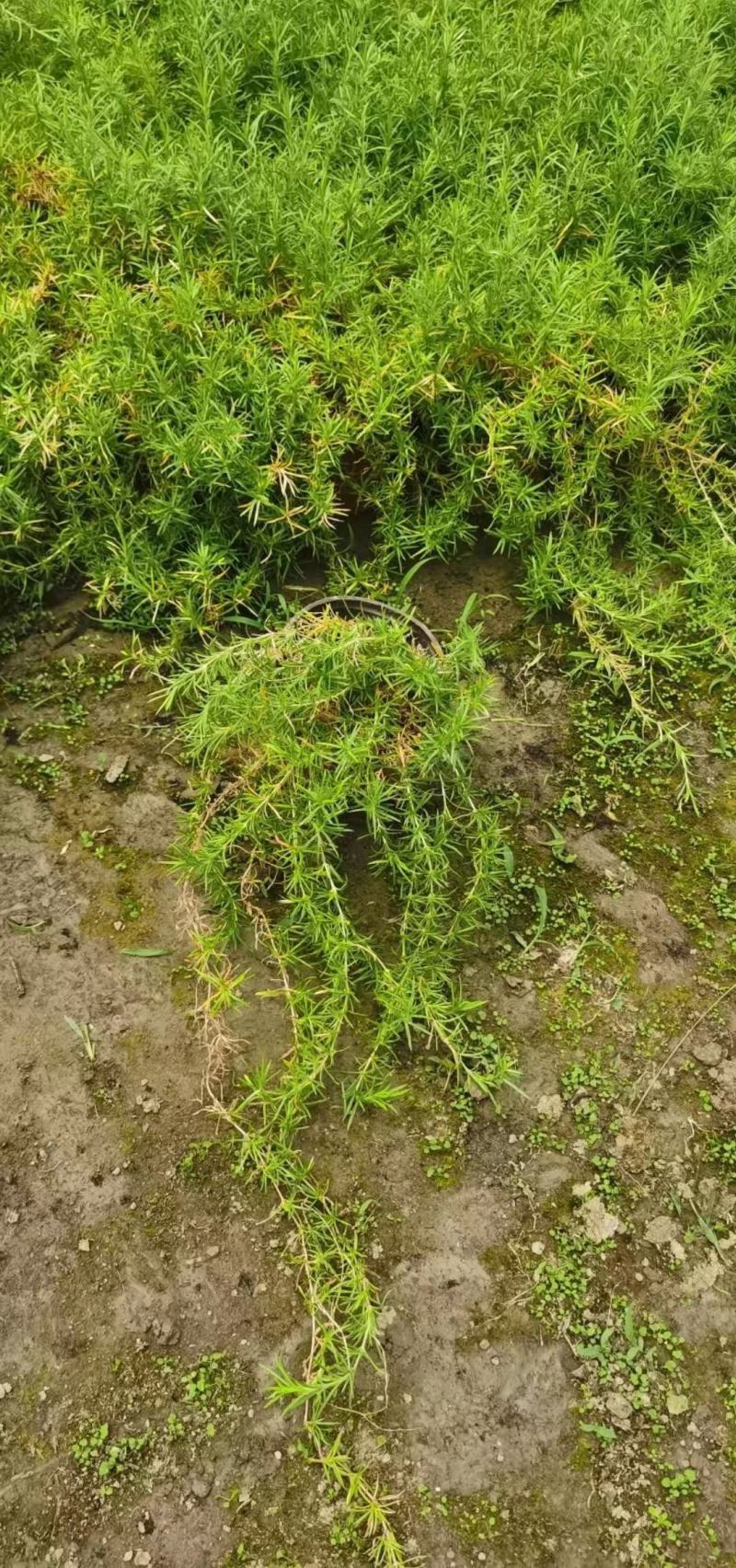 丛生福禄考大小草花规格齐全成都温江基地供应