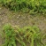 丛生福禄考大小草花规格齐全成都温江基地供应