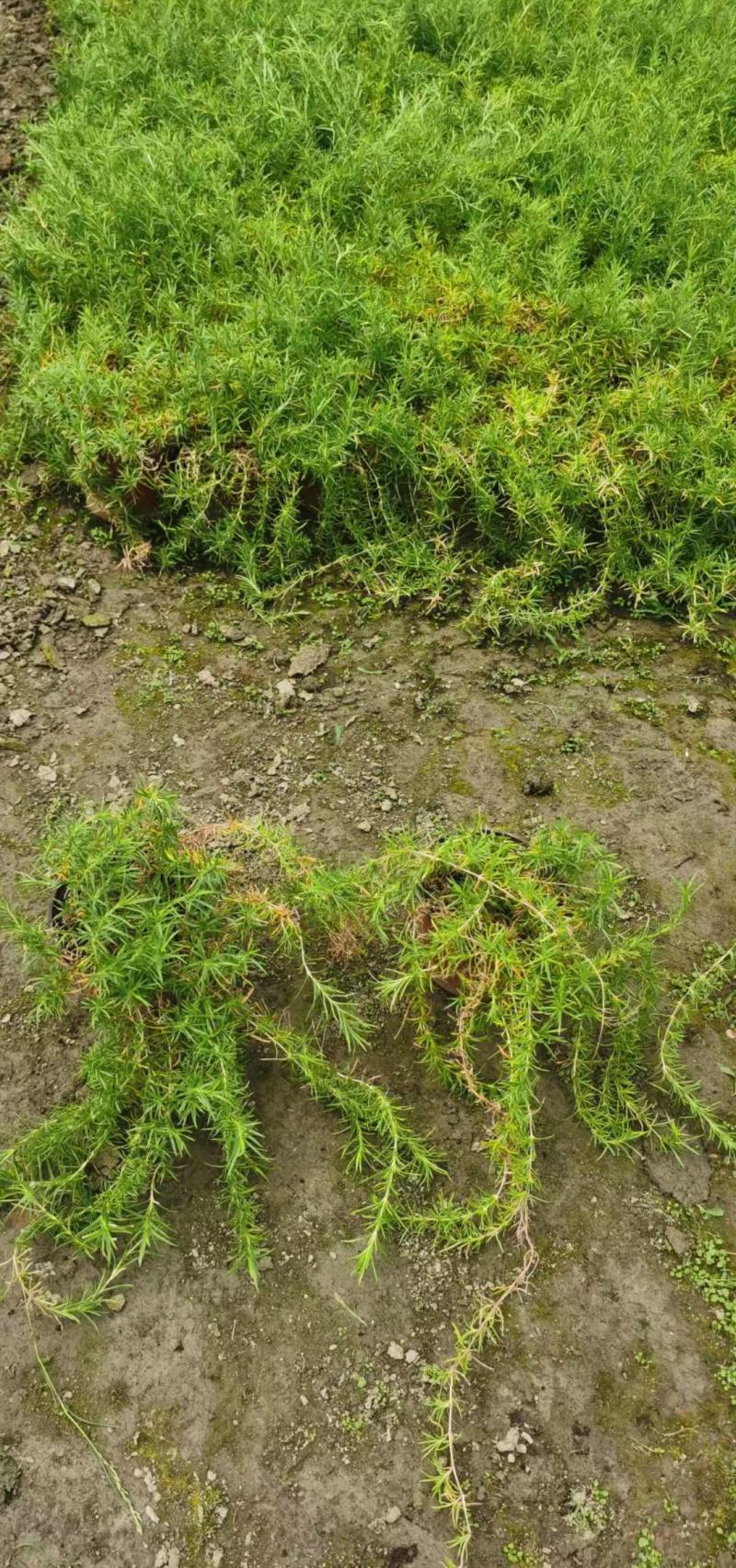 丛生福禄考大小草花规格齐全成都温江基地供应