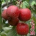 嫁接山楂苗甜红子大金星大五菱南北方种植盆栽地栽当年结果