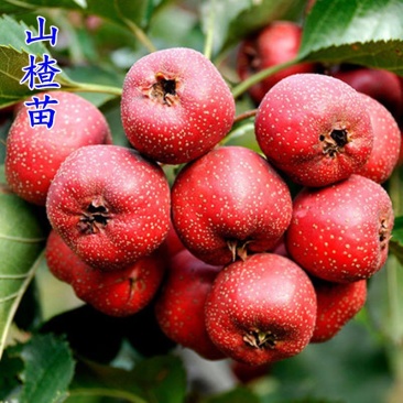 嫁接山楂苗甜红子大金星大五菱南北方种植盆栽地栽当年结果