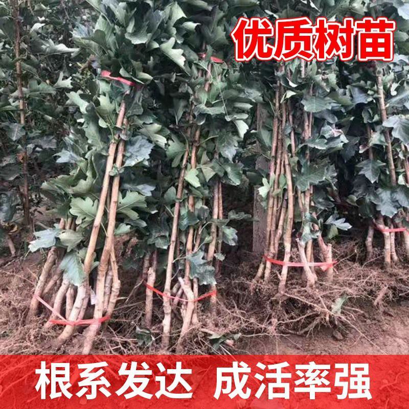 嫁接山楂苗甜红子大金星大五菱南北方种植盆栽地栽当年结果