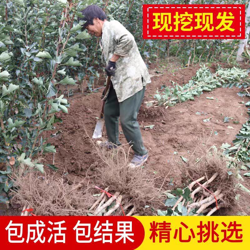 嫁接山楂苗甜红子大金星大五菱南北方种植盆栽地栽当年结果