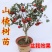 嫁接山楂苗甜红子大金星大五菱南北方种植盆栽地栽当年结果